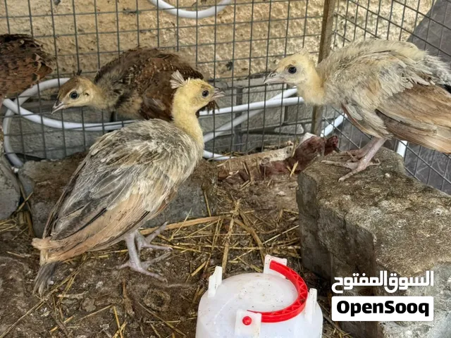 صيصان طاؤوس هندي للبيع كميه محدودة