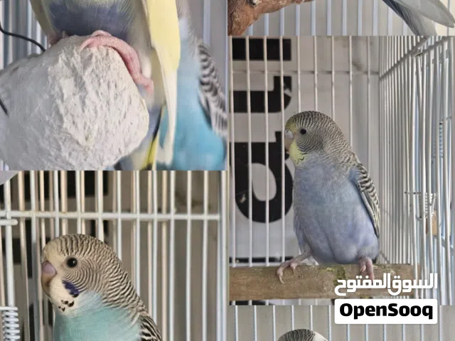 للبيع: 5 أزواج زيبرا فنش منتجة مع أقفاصها + 5 طيور بادجي إنتاج منزلي (جدة)