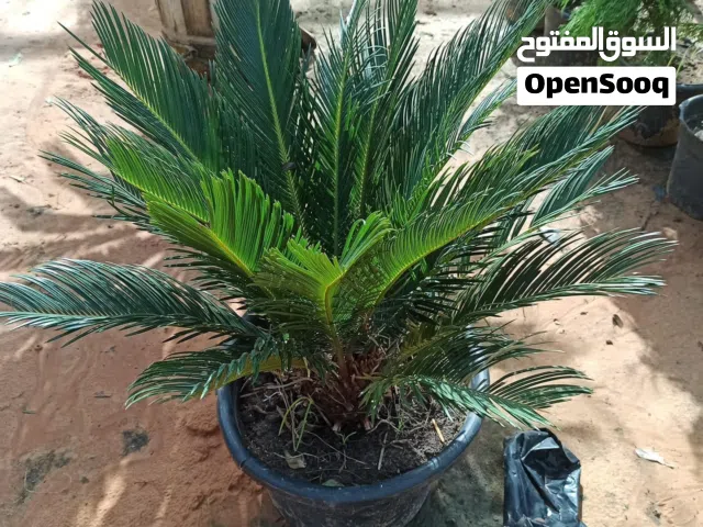 شجرة السيكاس اوالنخلة الملكيه متوفر شتلة