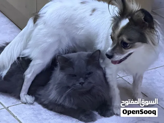 Must be adopted and taken care together with the dig