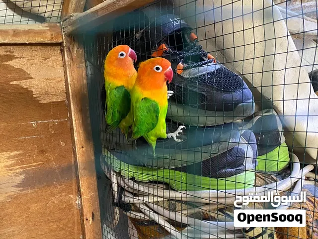 زوج غندور فيشر اكرين اوبلاين للبيع أو امراوس بطيور حب كلشي مذكور بلوصف ————————————————————————————-