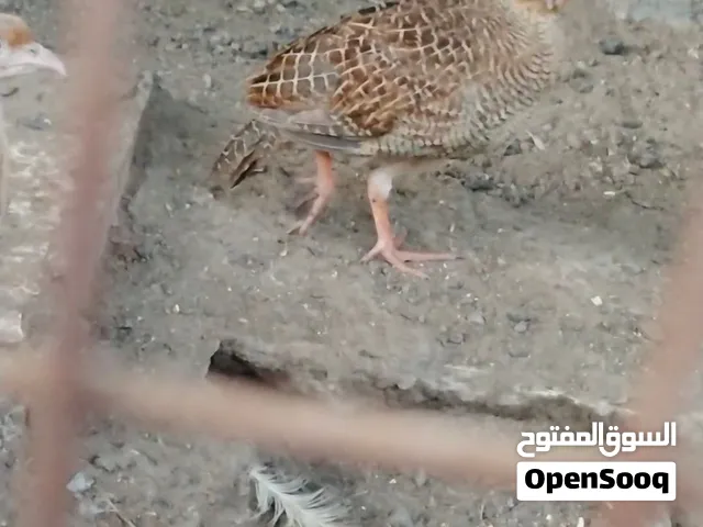 صفارد انتاج هاذا الموسم