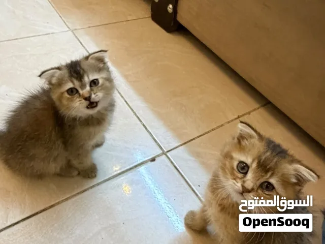 قطط سكوتش فولد