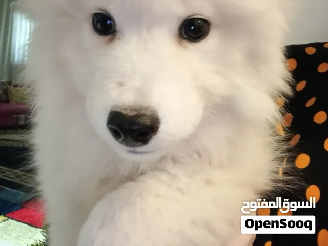 Free adoption Pure Samoyed 5 months old males and females fully vaccinated with passport.