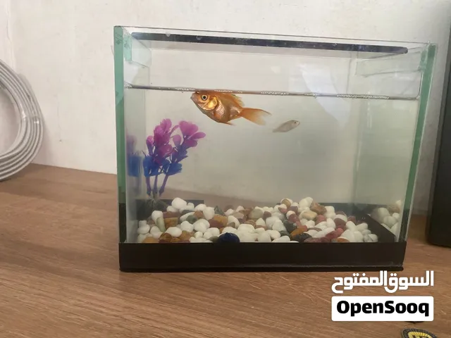 حوض سمك زينة صغير بحالة ممتازة
