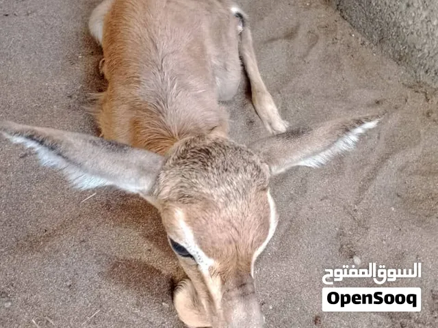 غزال للبيع انثى