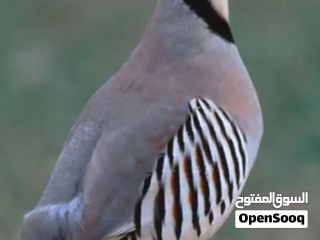 للبيع زوج  وفارد عقب جبلي
