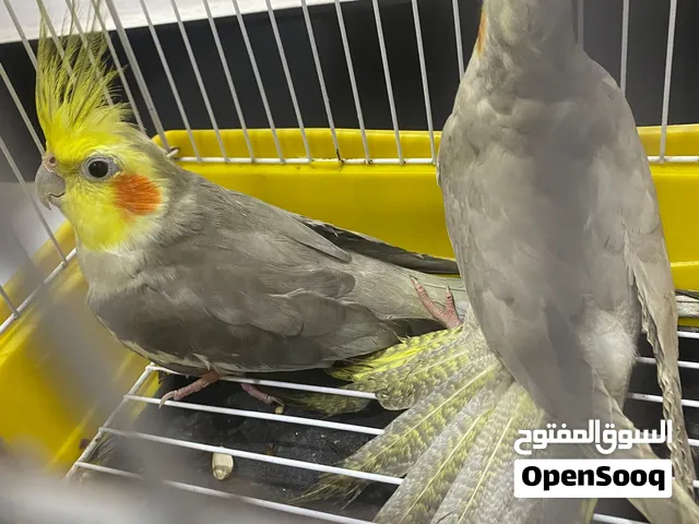 سلام عليكم كوكتيل لبيع بزارات