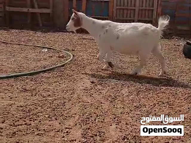للبيع ماعز قزمي