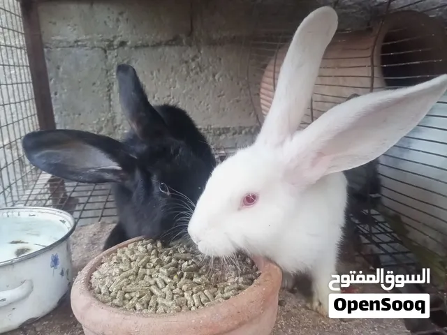 انثاتين اوكراني للبيع