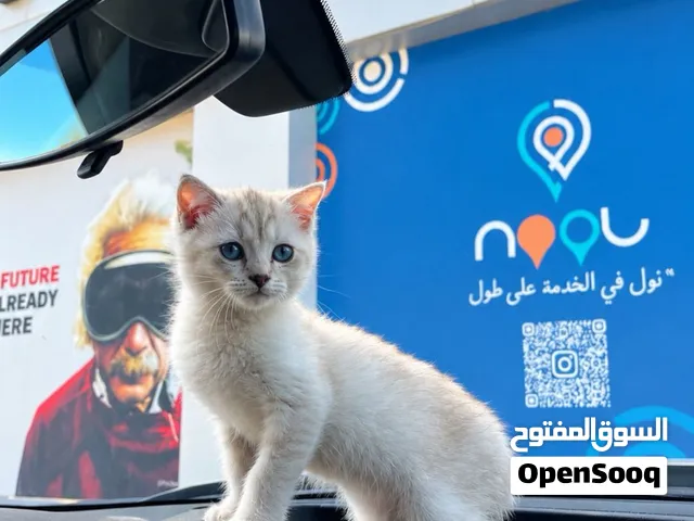 سكوتش فولد ليلك جولد شيدد Cy11 انثى