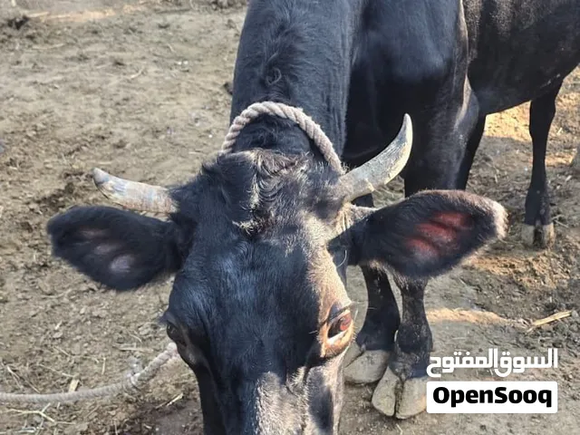 للبيع أبقار هولشتاين فريزيان بيور