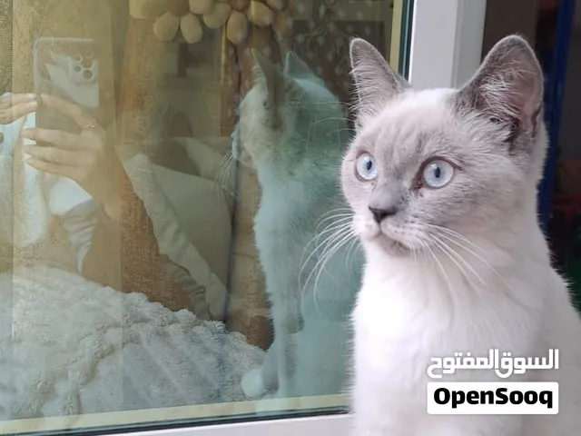 قط همالايا ذكر للبيع.  الاسم: سموكي. العمر 7 شهور حصل على التطعيمات . القط بصحة جيدة القط اليف جدا