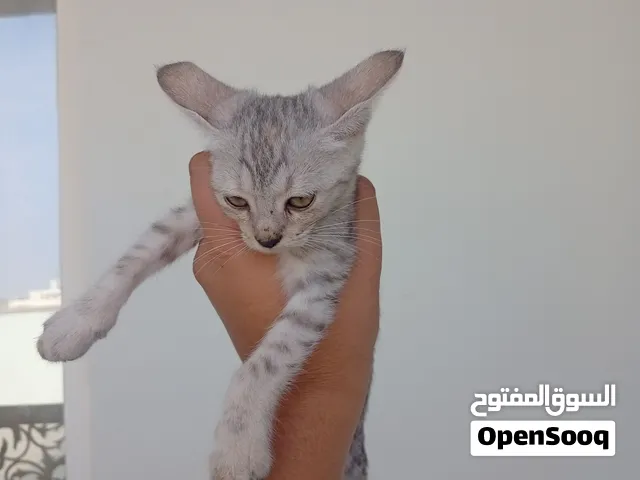 قط شيرازي مميز