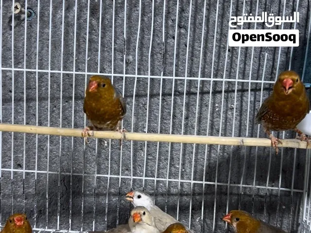البيع فناجس فول اورنج امايات صبغات قويه