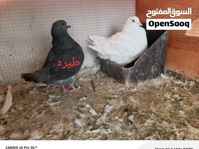 حمام فرنسي لاحم حمام كنك كنج فرنسي لاحم