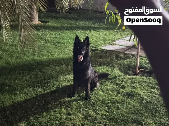 لك خاطر بلاك جاك نيثه