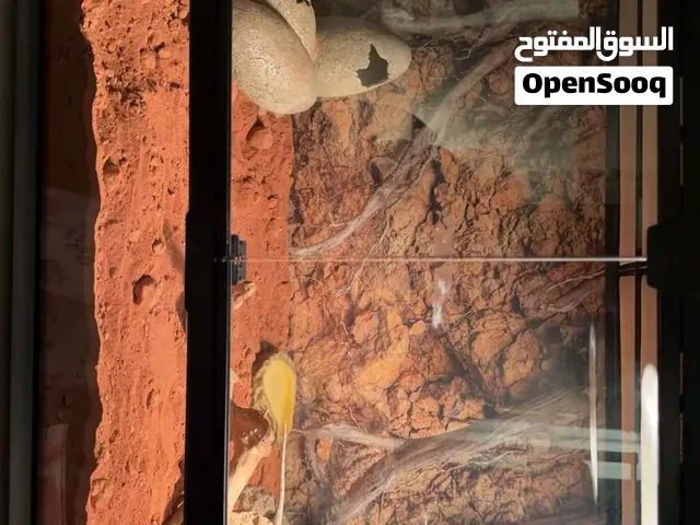 حوض سحليه، اقرأ الوصف.