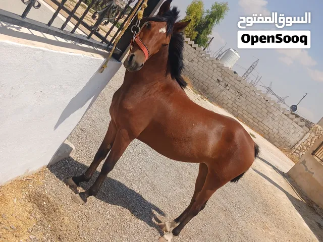 بسم الله ما شاء الله  مهره  للبيع  الشرى يرن
