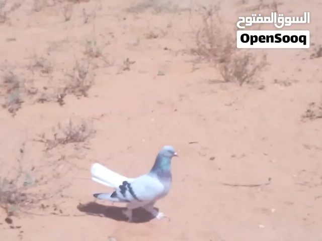 السلام عليكم موجود دكر تاكلا
