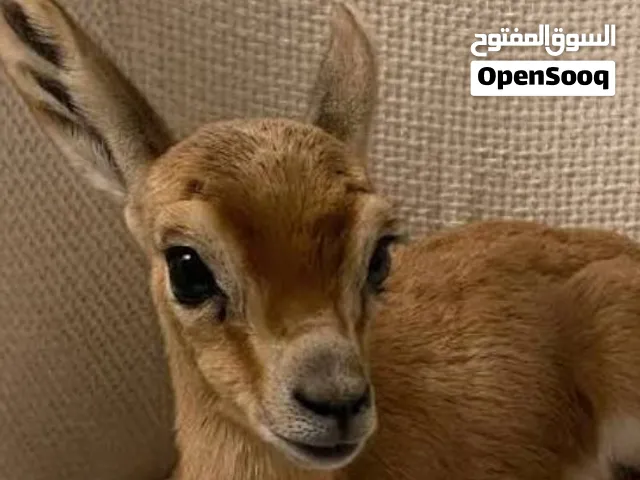 غزلان غزلان ريم عربي صافي إنتاج محلي