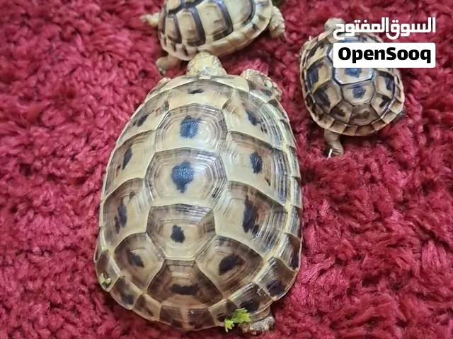 سلحفاه يوناني للبيع