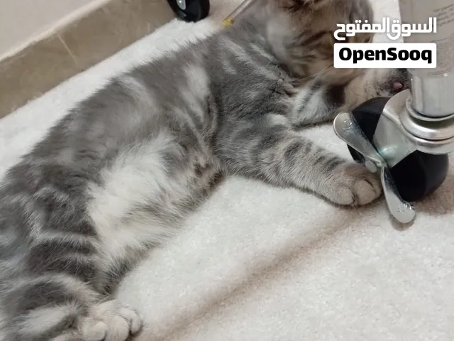 قط ذكر للبيع بالسعر المناسب