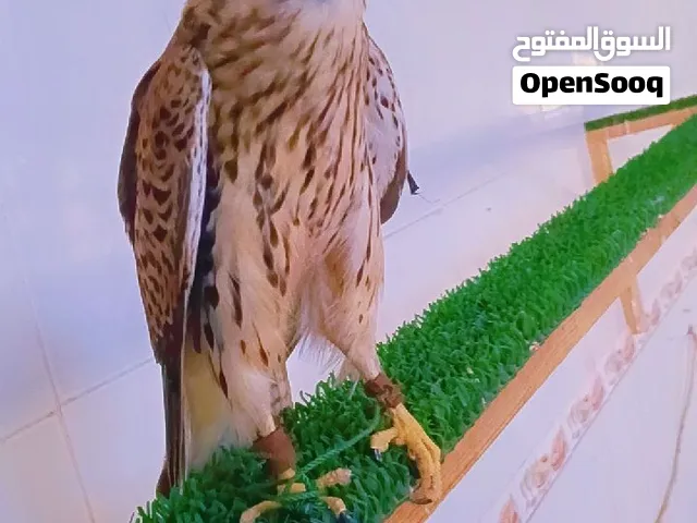 بذوار للبيع مع الاغراض برقع وسبوق ودس
