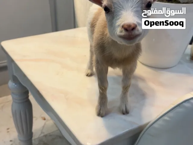 ماعز قزم بيور