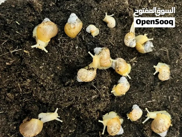 حلزون افريقي عملاق جدا جميل ومناسب للبشره حيوان مايحتاج عنايه كثيره ياكل ورقيات مثل خس خيار جزر تفاح