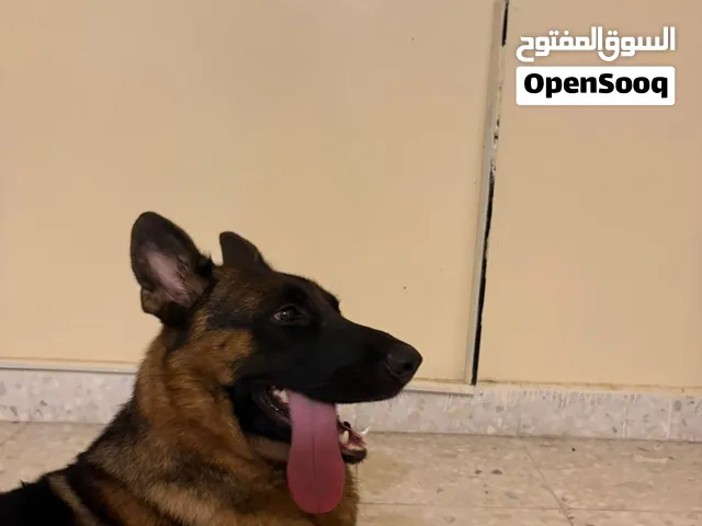 جيرمن شيبرد
