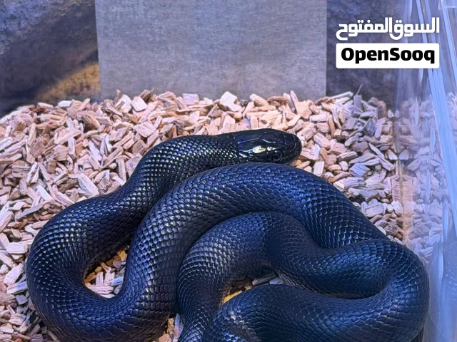 Mexican Black Kingsnake for Sale