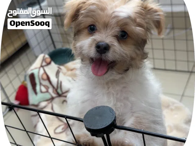 5-Month-Old Havanese Puppy – Healthy & Vaccinated- playful