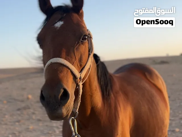 فرس عربيه للبيع