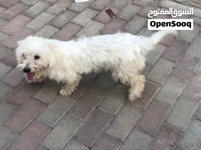 كلب مالتيز للبيع