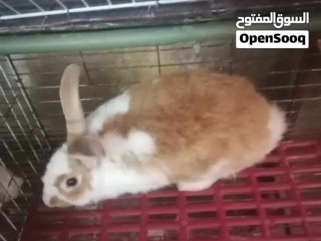 ارانب هولنديات ذكور جاهزات للإنتاج