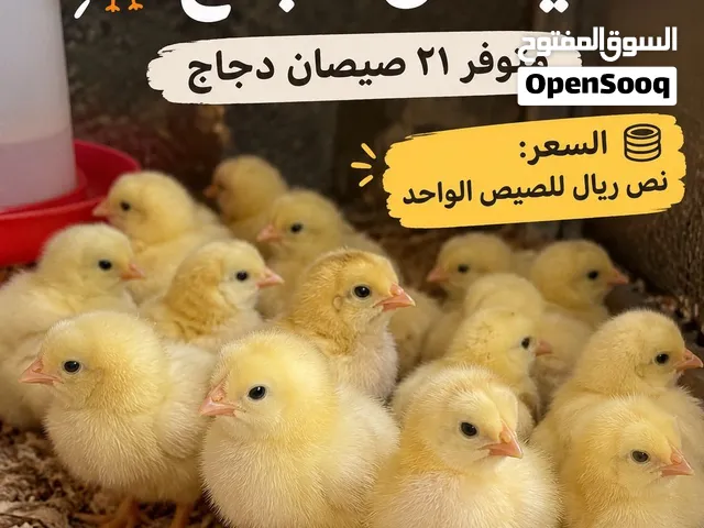 صيصان دجاج