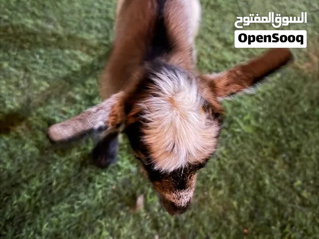 ماعز قزم ذكر عمر شهر