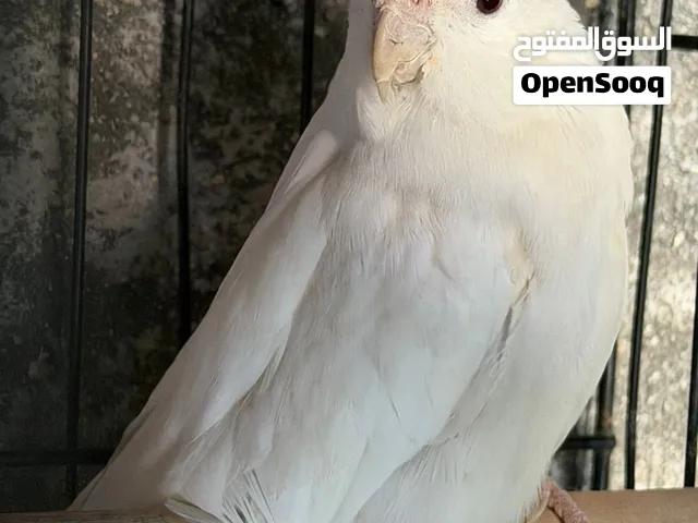 طيرة كوكتيل البينو صلاة النبي