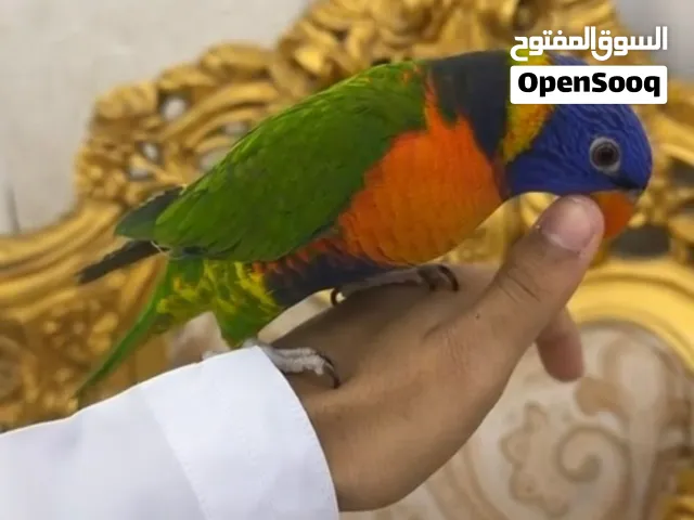 ببغاء لوري اليف