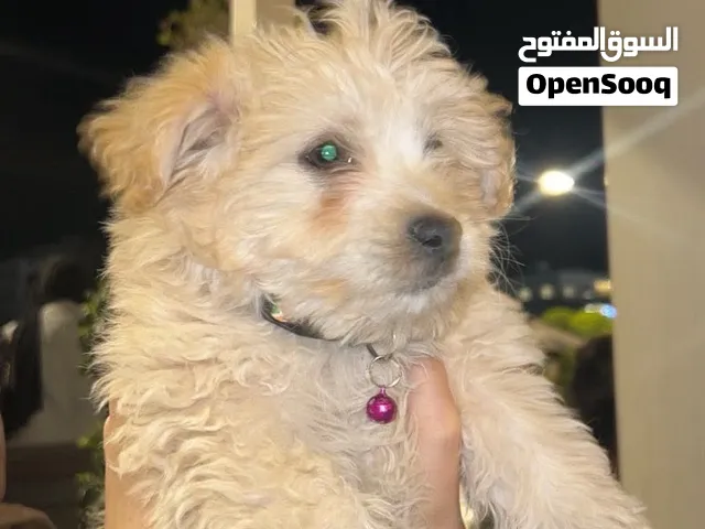 كلب كلب بودل