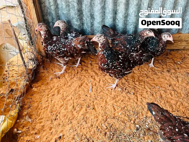ساسكس زهري