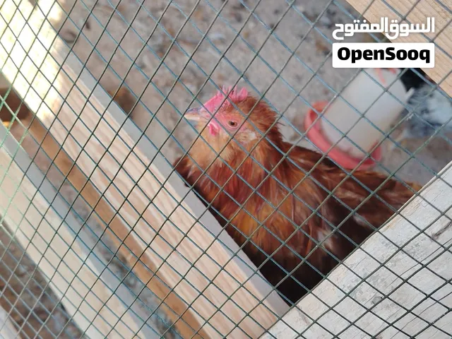 للبيع او التبديل