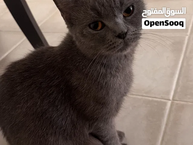 قطه أنثى للتبني السريع!!