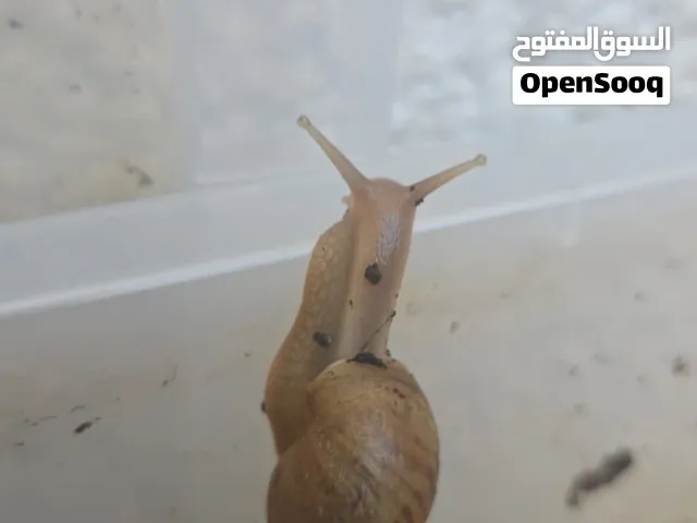 حلزون افريقي للبيع