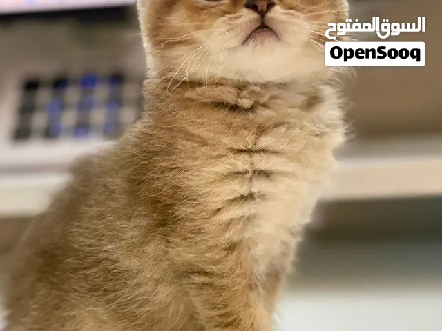 سكوتش فولد - ستريت اخوان بيور