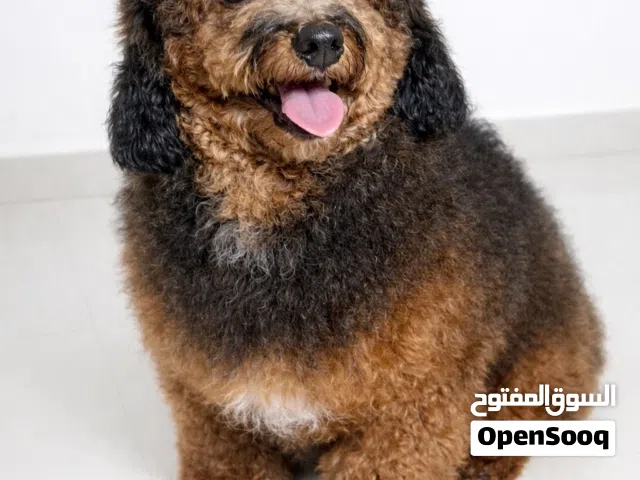 ذكر فانتو بودل للتزاوج فقط