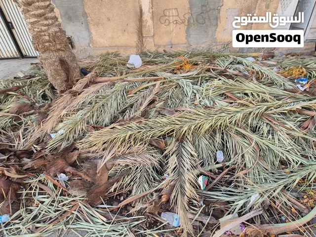 نخلتين مقطع كامله ب العراجين والجريد