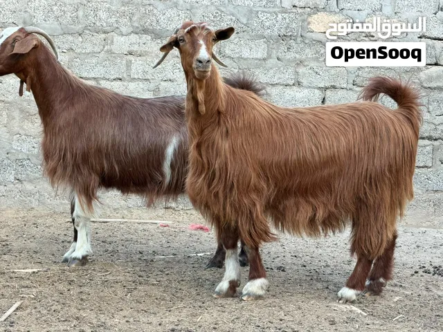 شاتين عشار يتاومن