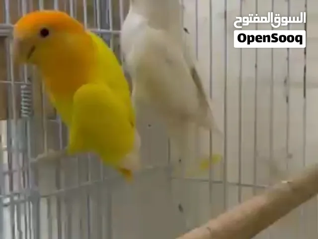 Lovebirds Pair for Sale with 2 chicks   زوج طيور الحب  مع 2 كتكوت